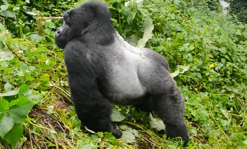 Gorila macho de espalda plateada